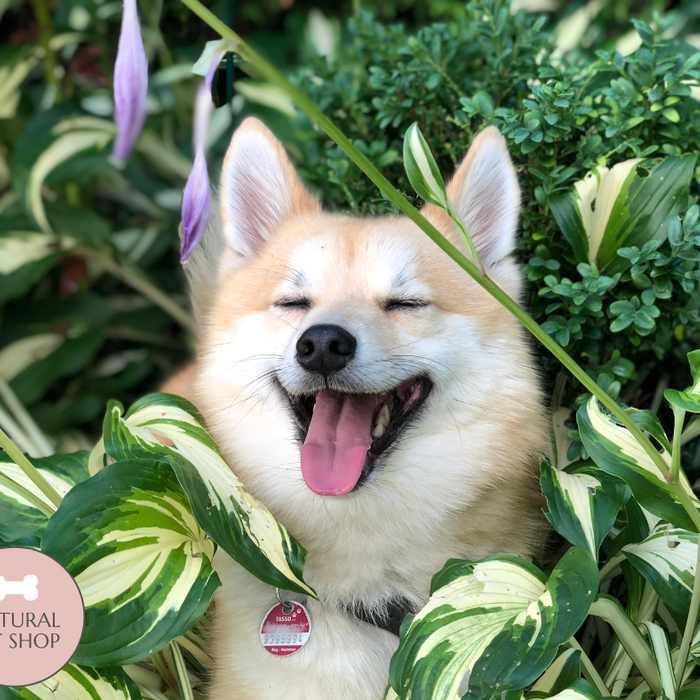 5 Signs That Your Pooch is Happy
