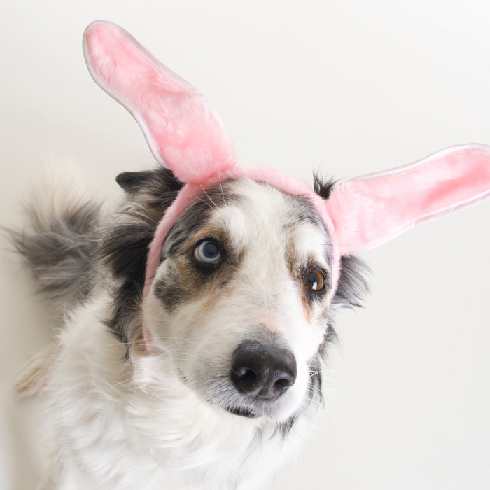 Dogs at Easter