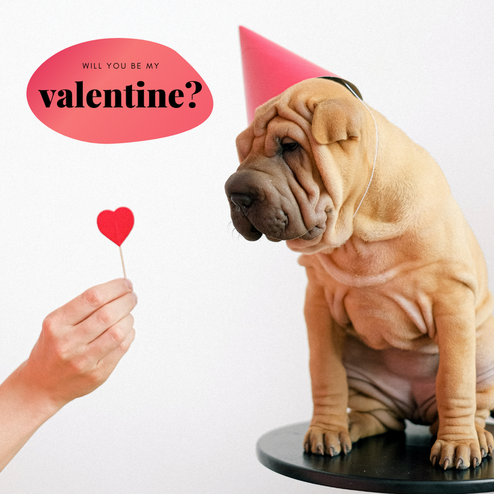 Ways your dog tells you that they love you