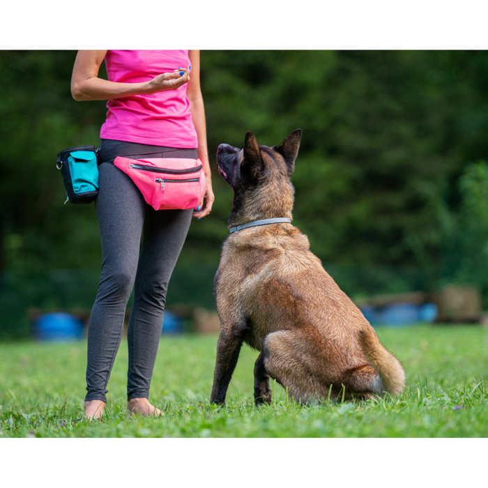 Cues and Markers- How to use them to level up your dog training!