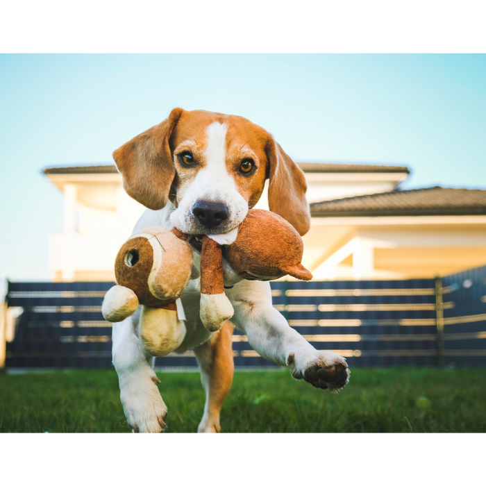 The Ultimate Gift Guide for Dogs