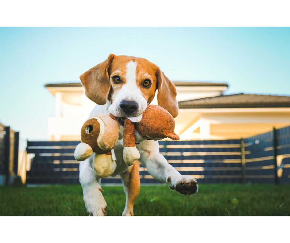 The Ultimate Gift Guide for Dogs