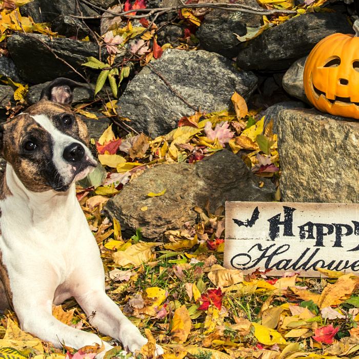 How to Help Your Dog Enjoy Halloween