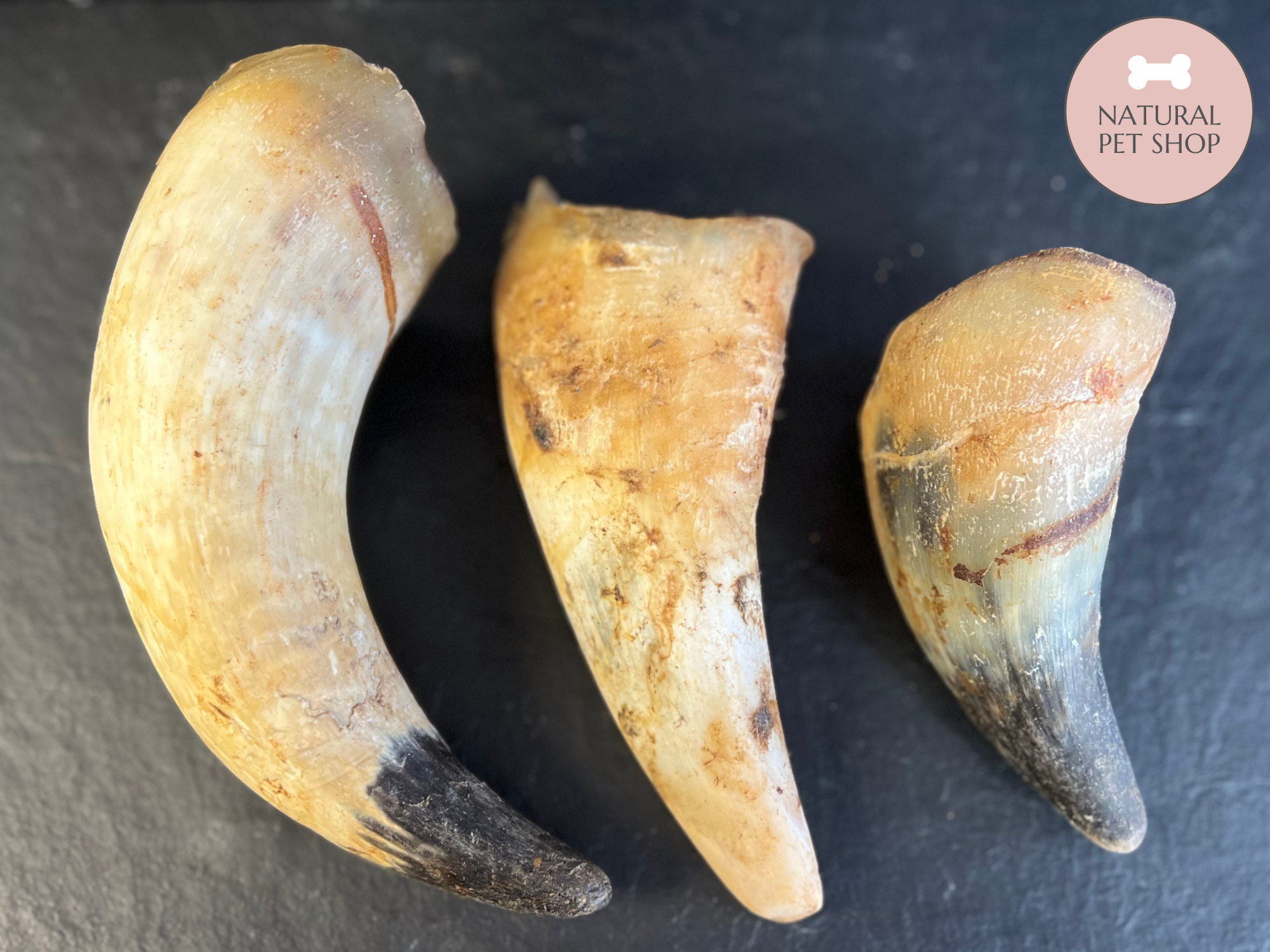 Empty Cow Horn