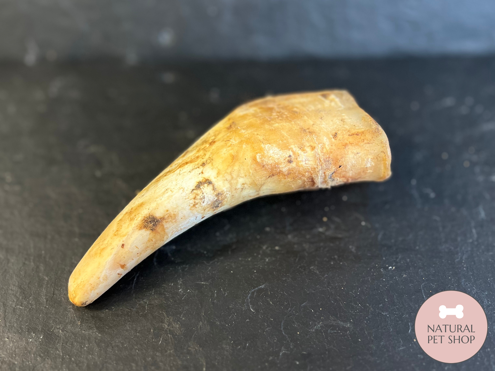 Empty Cow Horn