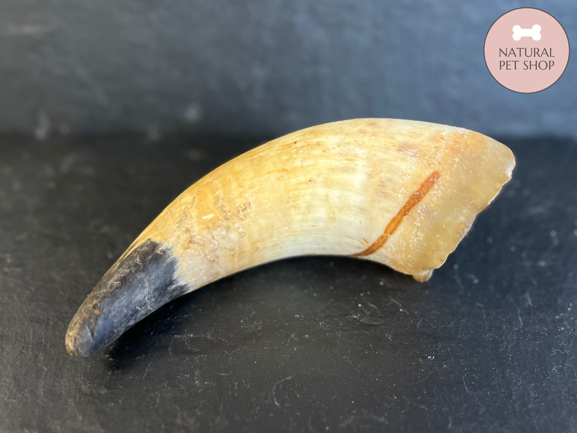 Empty Cow Horn