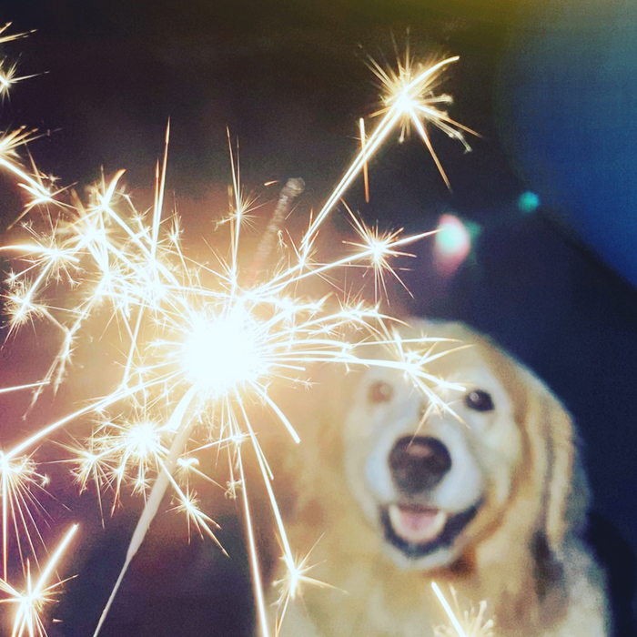 Bonfire Night With Your Dog