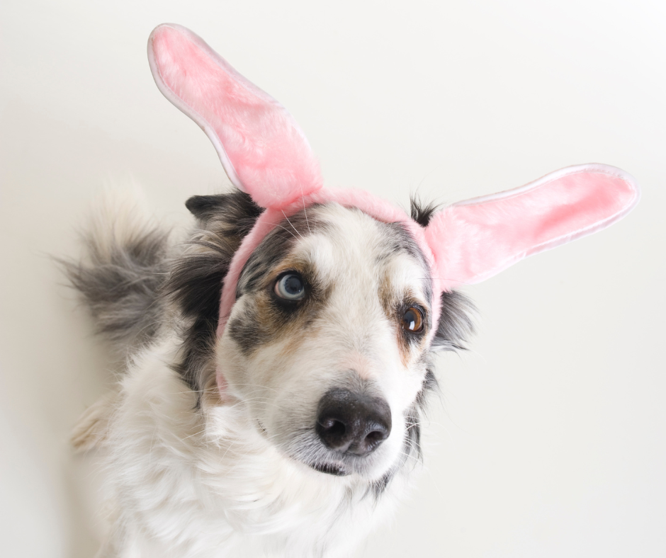 Dogs at Easter