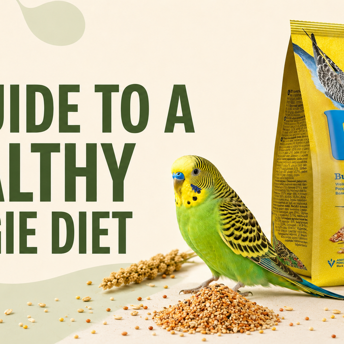 RIO Budgie Food: What Should a Healthy Budgie Diet Include?
