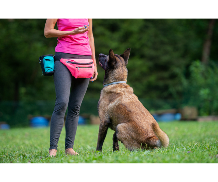 Cues and Markers- How to use them to level up your dog training ...