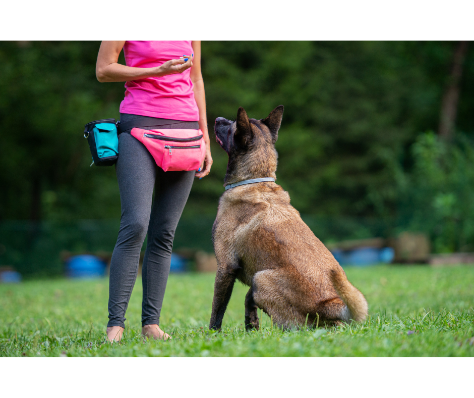 Cues and Markers- How to use them to level up your dog training!