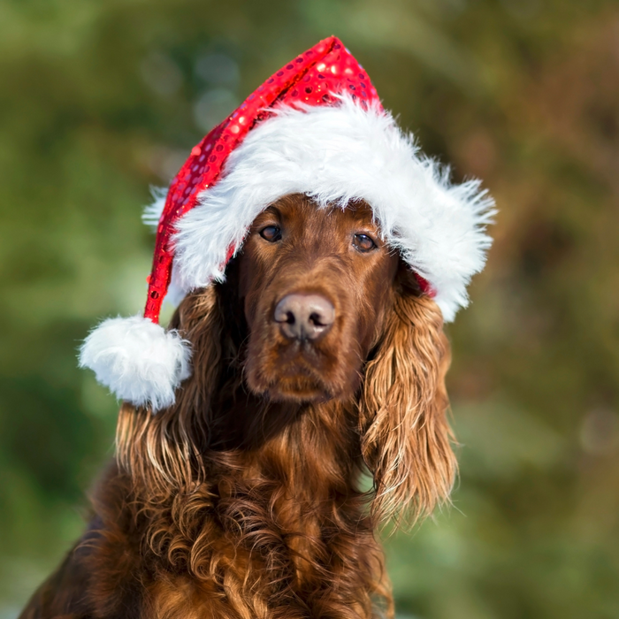 Keeping Your Pooch Happy this Festive Season