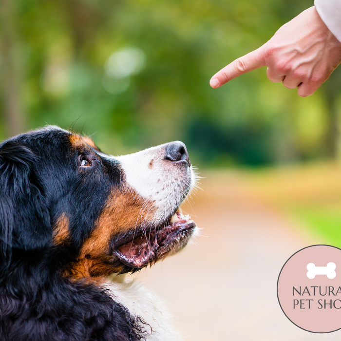 Important Cues That All Dogs Should Know