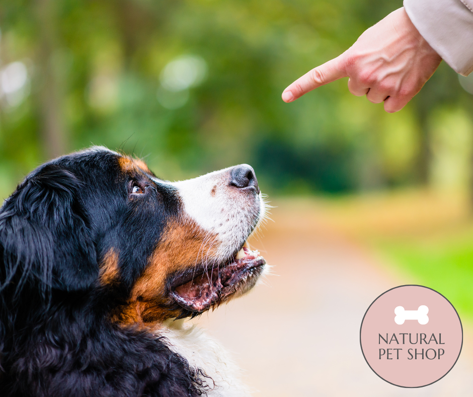 Important Cues That All Dogs Should Know
