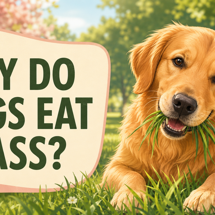 Why Do Dogs Eat Grass? Is It Normal or a Sign of Illness?
