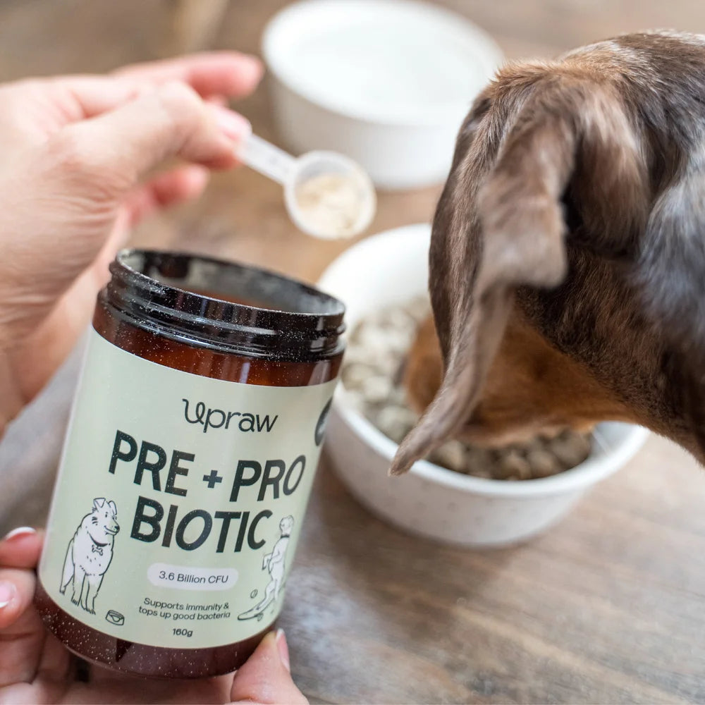 Upraw Pre + Probiotic Supplement Powder for Dogs
