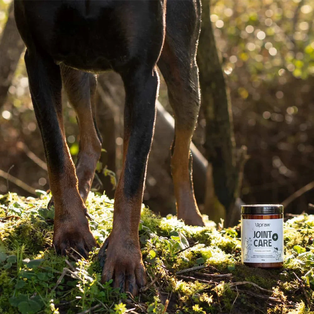 Upraw Joint Care+ Supplement Powder for Dogs