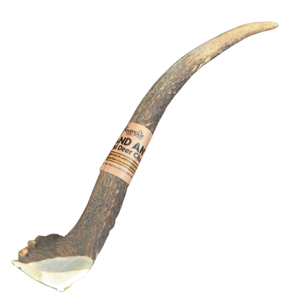 Highland Antler - Large