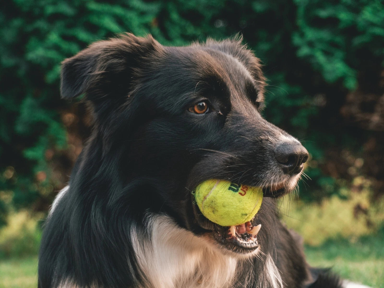 Dog Tennis Balls
