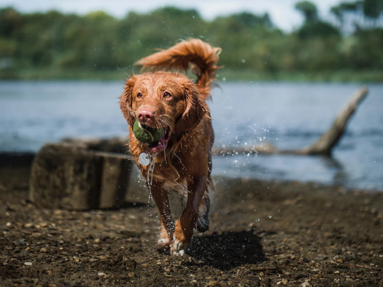 Dog Tennis Balls