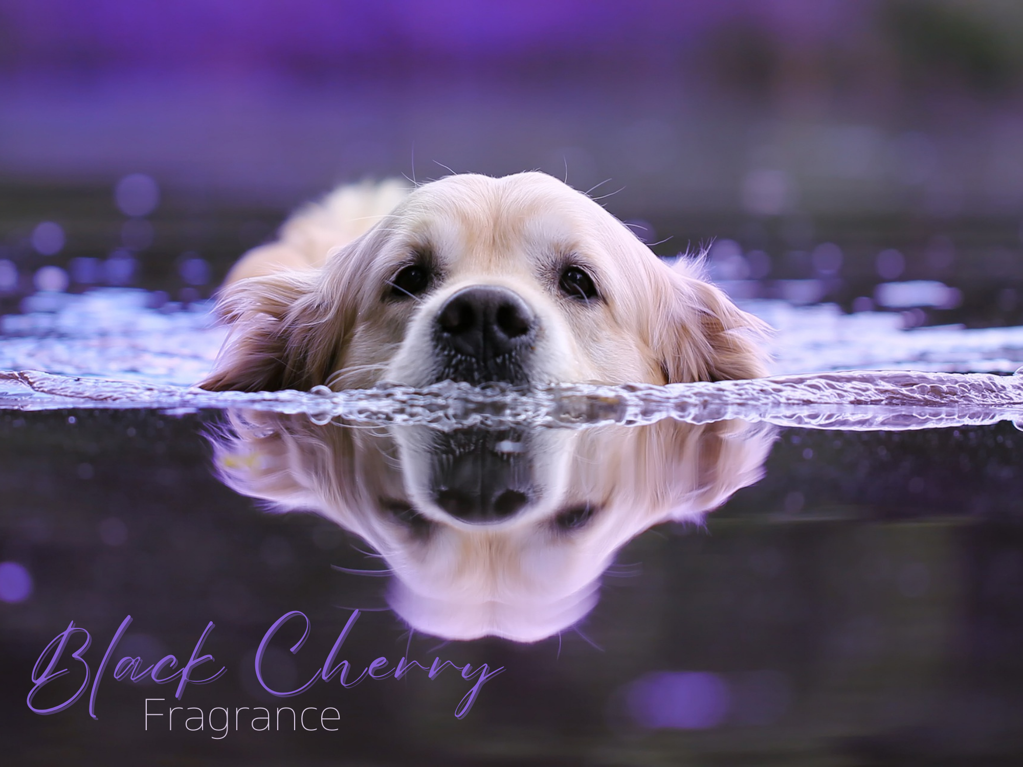 Black Cherry Dog Fragrance | Lykke