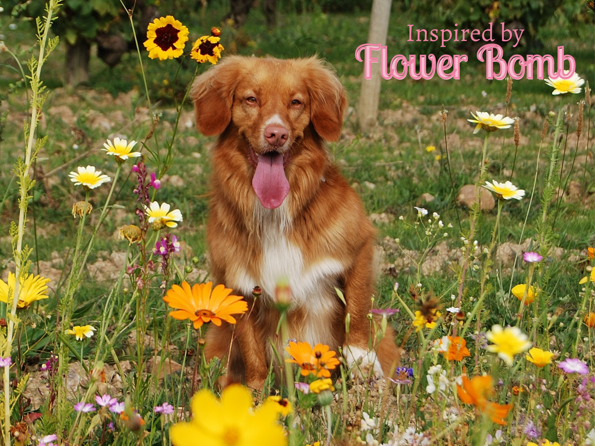 Designer Fragrance Flower Bomb Inspired Dog Perfume | Lykke