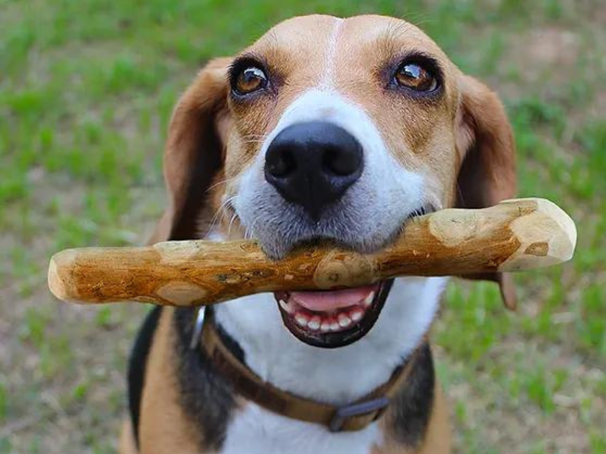 GoodWood Chewable Stick For Dogs