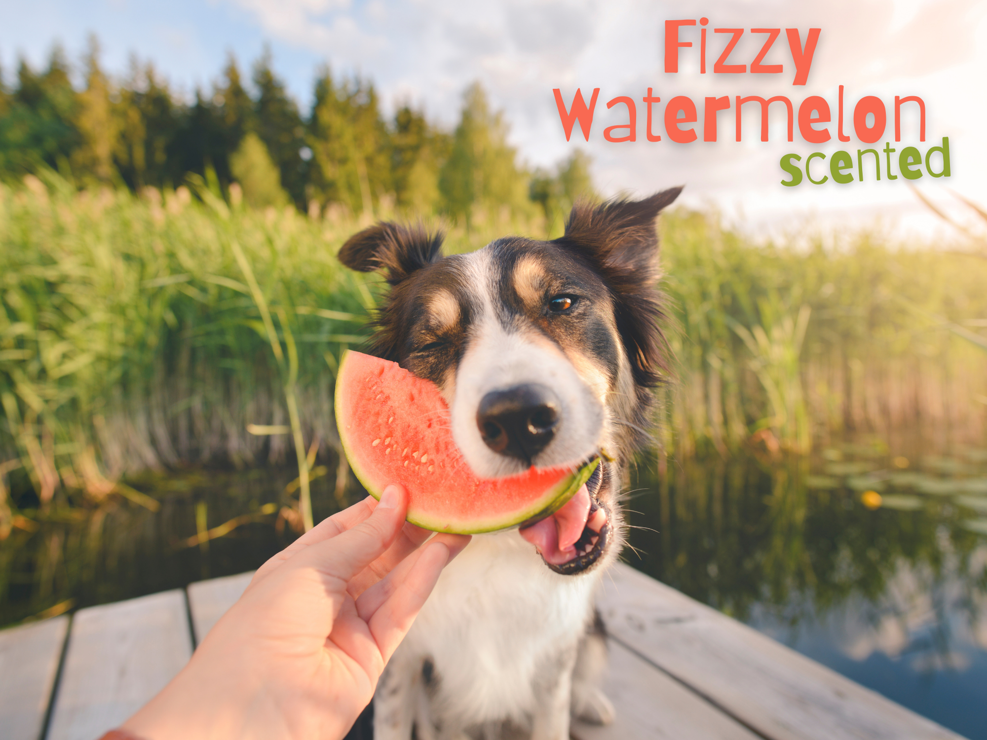 Fizzy Watermelon Dog Fragrance | Lykke